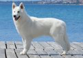 Белая швейцарская овчарка (Белая овчарка, американо-канадская белая овчарка) / Berger Blanc Suisse (White Swiss Shepherd Dog)