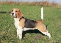 Бигль (Английский бигль) / Beagle (English Beagle)