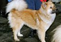 Хоккайдо (Хоккайдская собака, айну) / Hokkaido Dog (Ainu Dog , Ainu Ken)