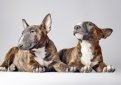 Бультерьер (Английский бультерьер) / Bull Terrier (Bully, Gladiator, English Bull Terrier)