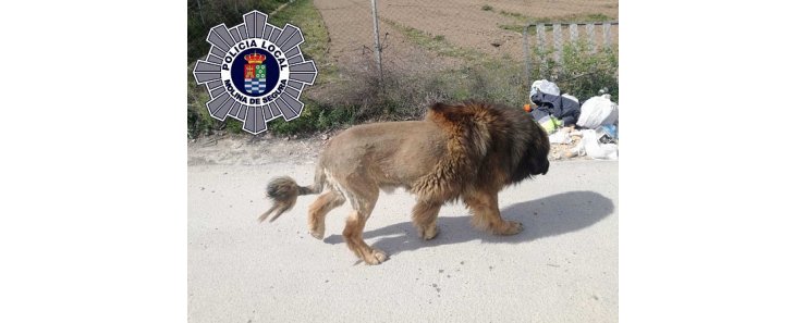 Хозяин отвёл пса к парикмахеру, и питомца постригли так, что местные жители от страха вызвали полицию