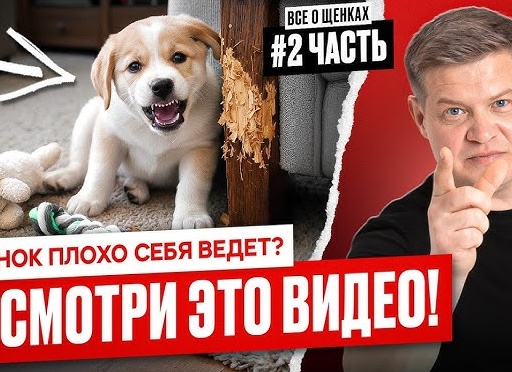 Щенок плохо себя ведет. 3 возможные причины, почему он так делает