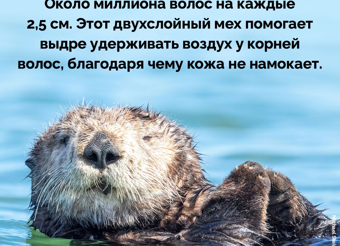 Животные в космосе: 5 интересных фактов