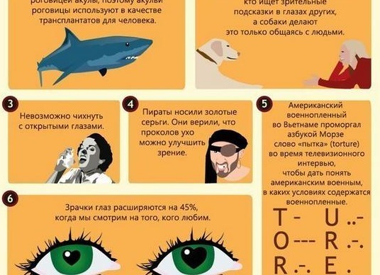 10 интересных фактов о зрении собак