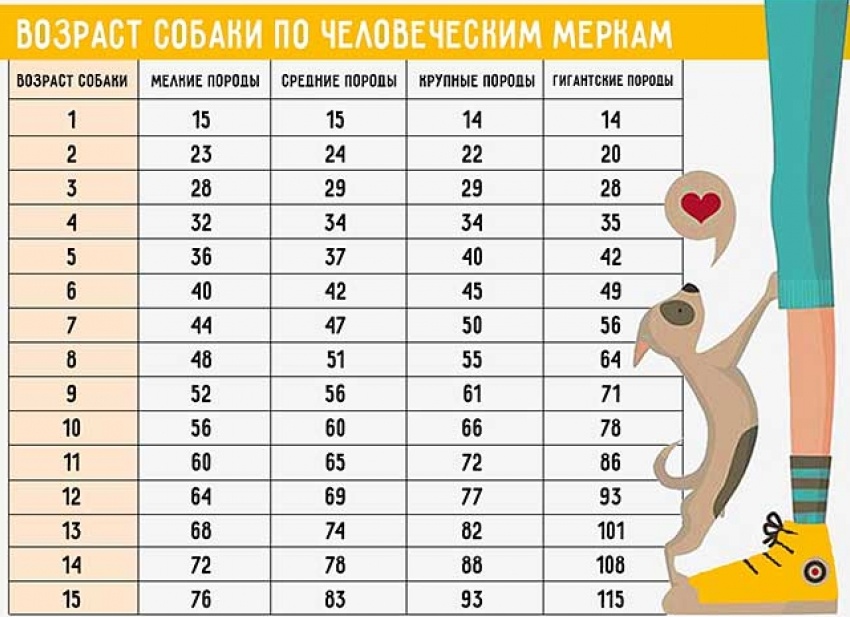 Возраст собаки по человеческим меркам.