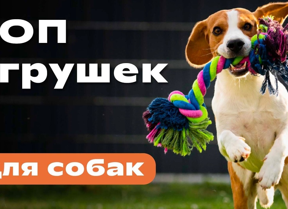 Топ-5 самых популярных кличек собак