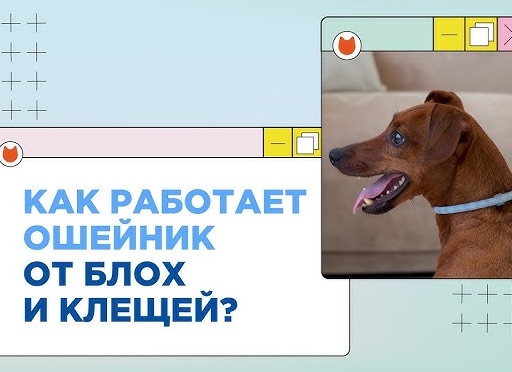 Как обработать щенка от паразитов? Рассказываем