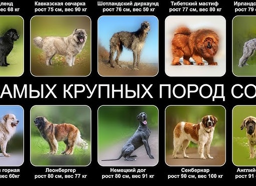 Топ-5 самых крупных пород собак