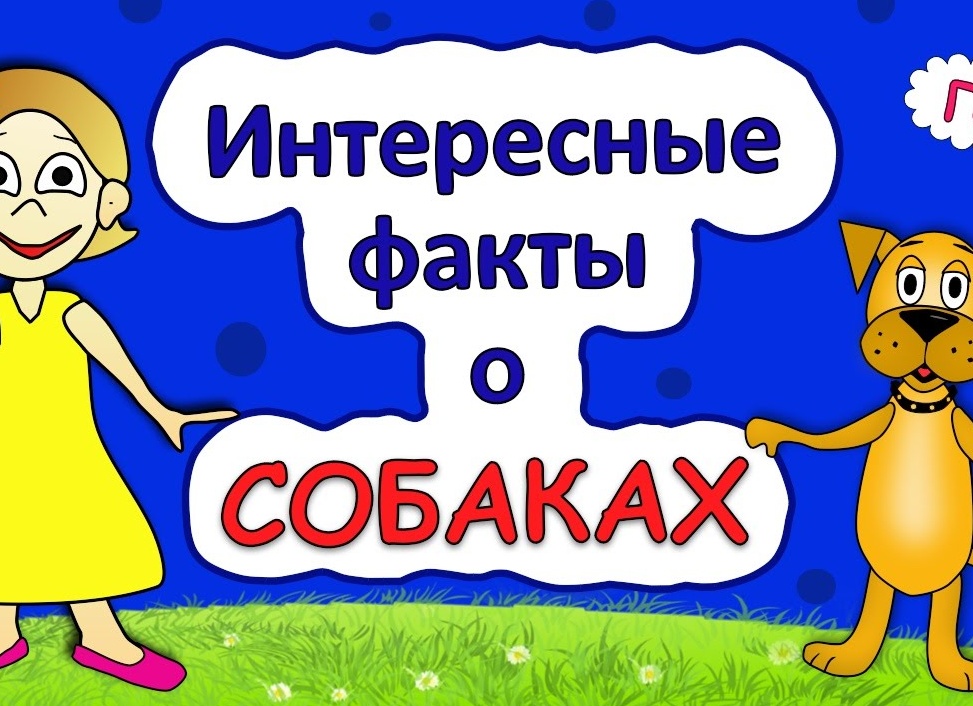 10 малоизвестных фактов о собаках