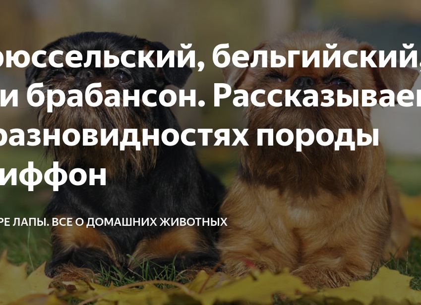 Брюссельский, бельгийский, пти брабансон. Рассказываем о 3 разновидностях породы гриффон