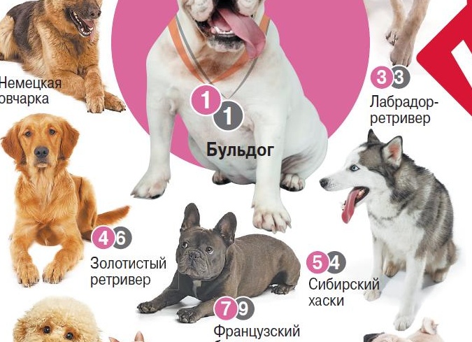 10 самых знаменитых собак