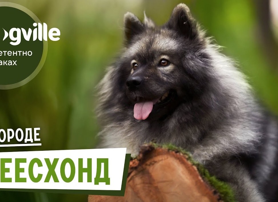 Кеесхонд: несколько интересных фактов о породе