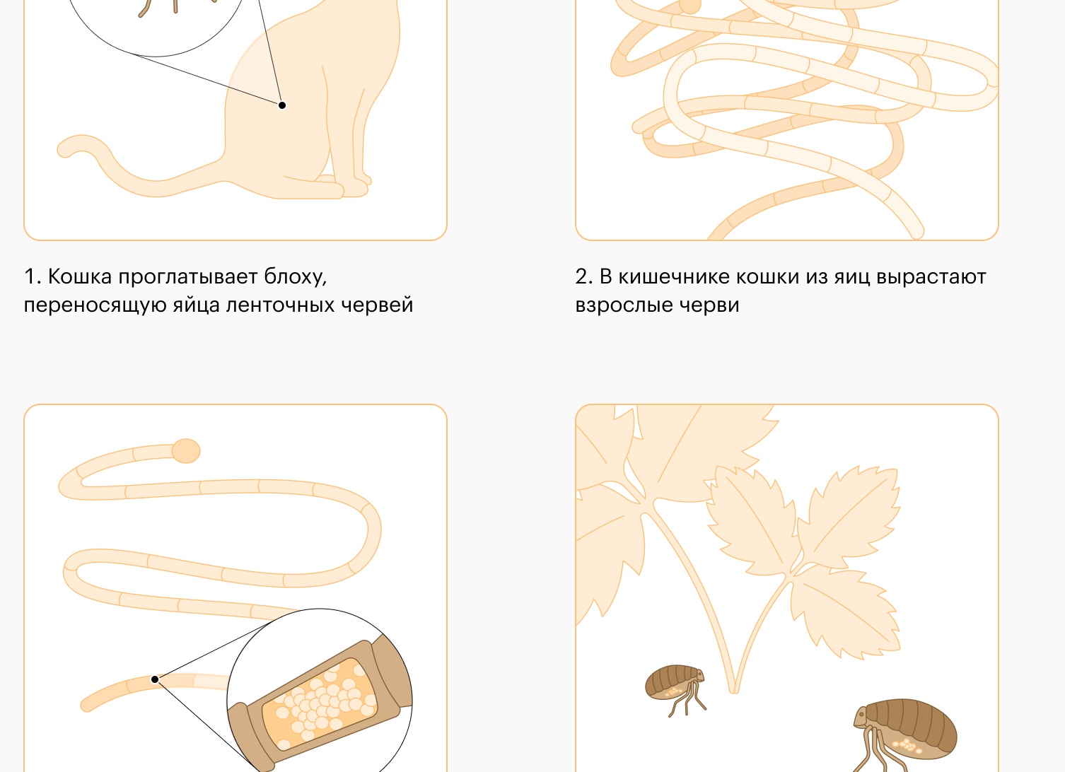 Блохи опаснее для котят больше, чем для взрослых кошек. Рассказываем, почему!