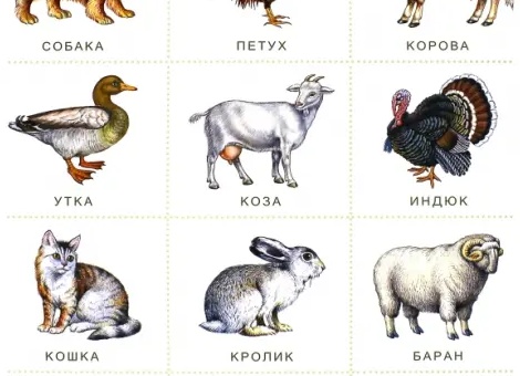 Домашние животные для детей: список и как выбрать питомца?