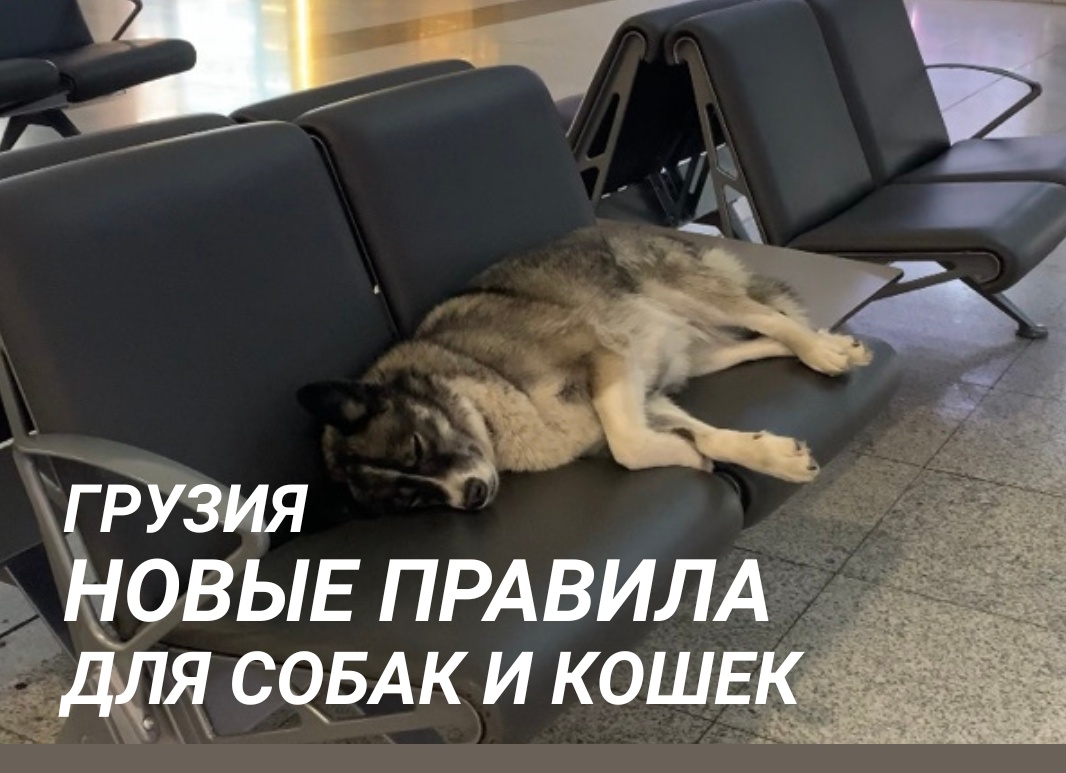 Новые правила в законе о домашних животных в Турции в 2022 году