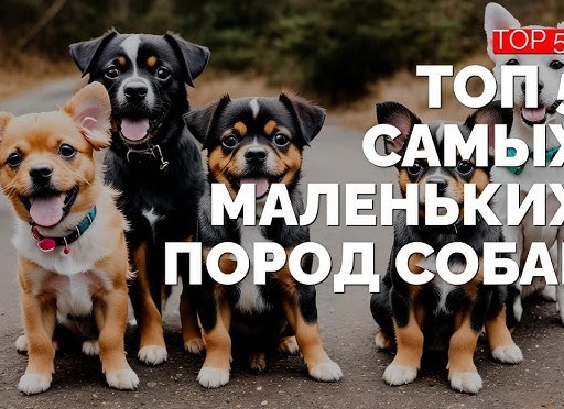 Топ-5 самых маленьких пород собак