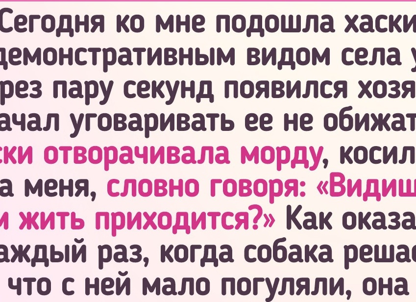 15 историй о домашних животных, которые задали людям жару