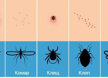 Клещи и блохи: чем страшны и как обезопасить питомца?