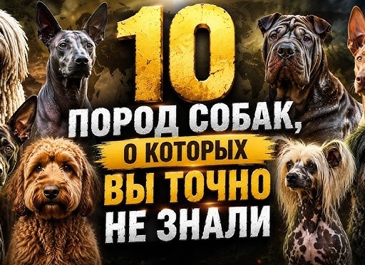 Порода собак, о которой вы точно не слышали: бурят-монгольский волкодав