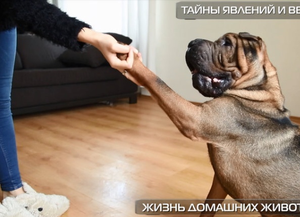 Топ 5 фактов о домашних животных