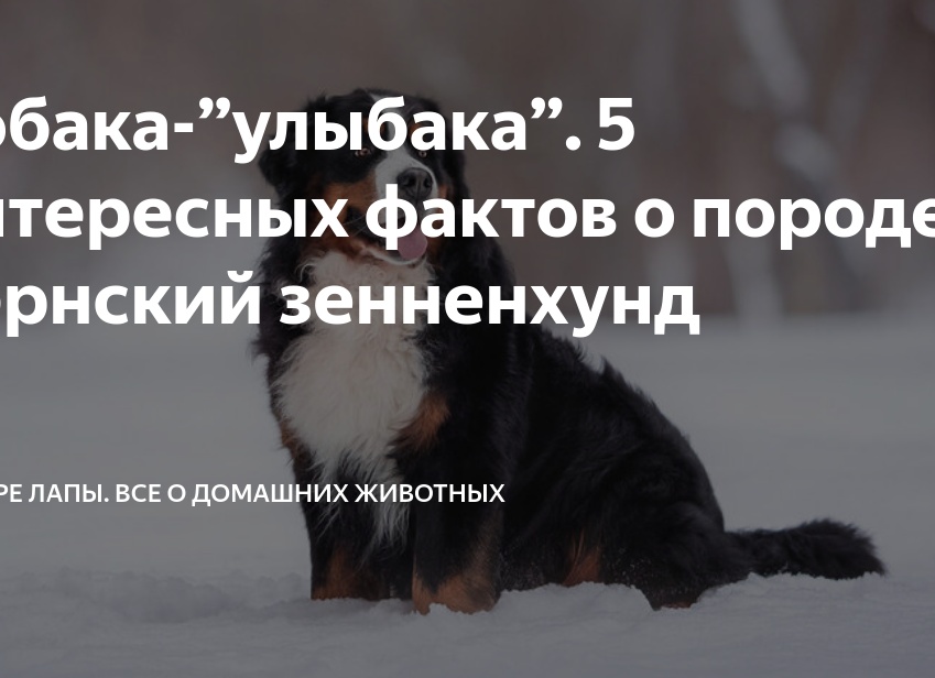 Собака-”улыбака”. 5 интересных фактов о породе бернский зенненхунд
