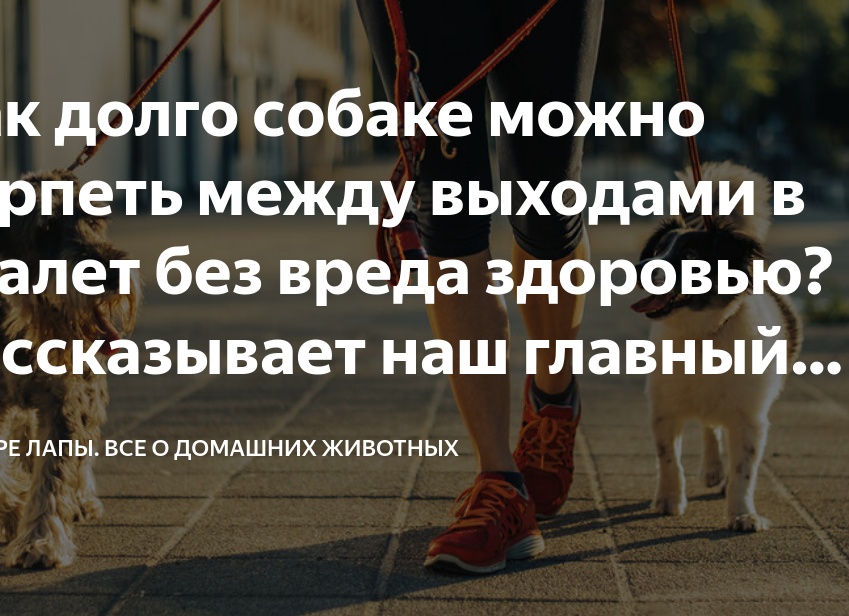 Как долго собаке можно терпеть между выходами в туалет без вреда здоровью? Рассказывает наш главный ветеринарный врач