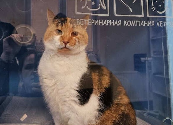 10 фактов о кошках, которые вы наверняка не знали