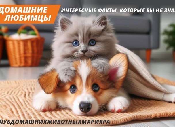 Забавные факты о домашних животных, которые вы, возможно, не знали