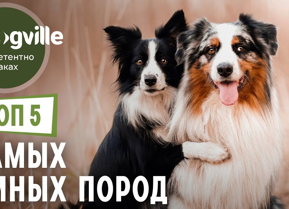 Топ-5 самых умных пород собак