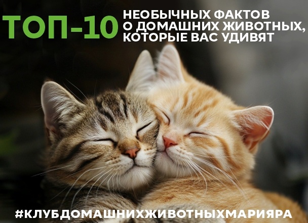 10 фактов о домашних животных, которых вы точно не знали