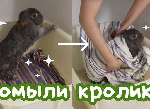 Нужно ли обрабатывать кроликов и грызунов от паразитов