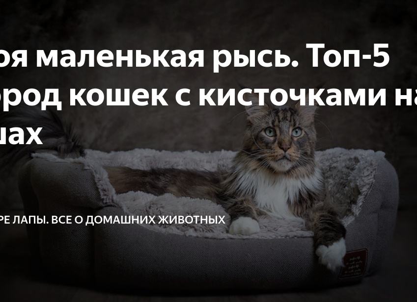 Моя маленькая рысь. Топ-5 пород кошек с кисточками на ушах