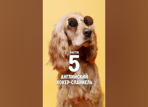 Английский кокер-спаниель: 5 интересных фактов о породе