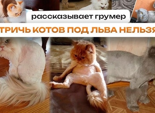Рассказываем, можно ли стричь кошек и когда это нужно делать обязательно