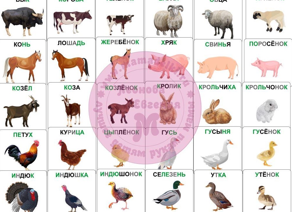 Кто же такие домашние животные?